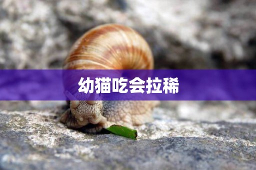 幼貓吃會拉稀