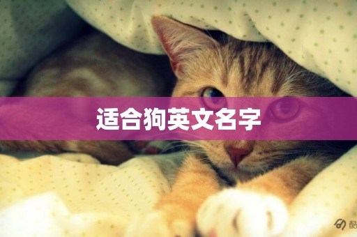 適合狗英文名字