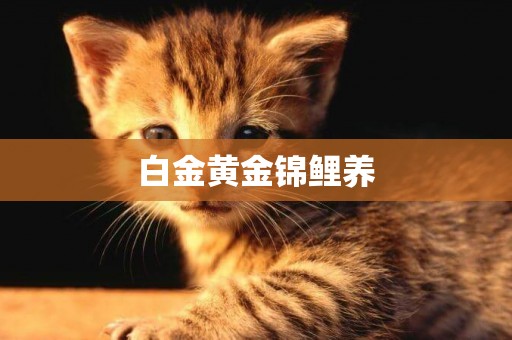 白金黃金錦鯉養