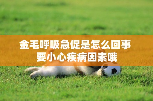 金毛呼吸急促是怎么回事 要小心疾病因素哦