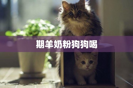 期羊奶粉狗狗喝