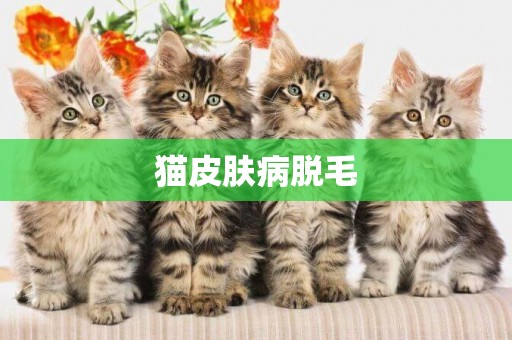 貓皮膚病脫毛