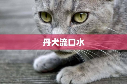丹犬流口水