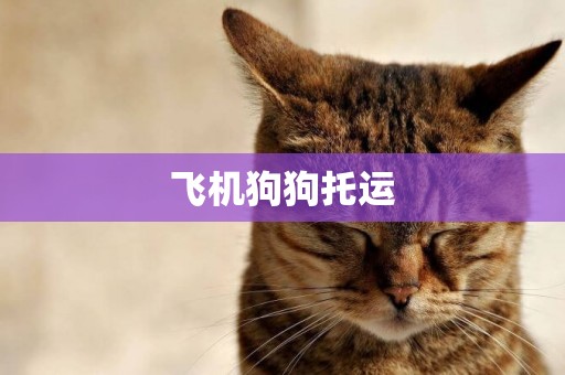 飛機狗狗托運