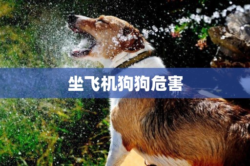 坐飛機狗狗危害
