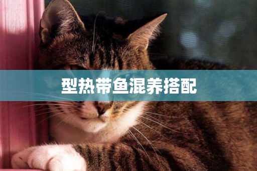 型熱帶魚混養搭配