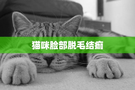 貓咪臉部脫毛結痂