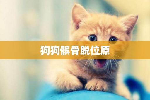 狗狗髕骨脫位原