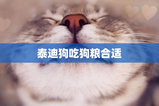 泰迪狗吃狗糧合適
