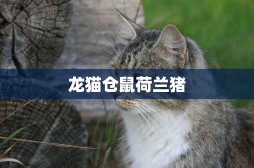 龍貓倉鼠荷蘭豬