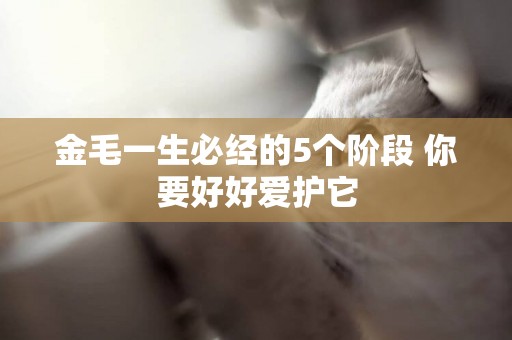 金毛一生必經的5個階段 你要好好愛護它