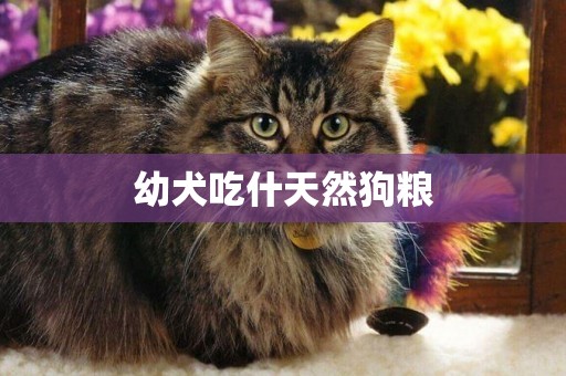 幼犬吃什天然狗糧