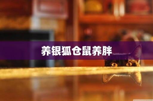 養銀狐倉鼠養胖