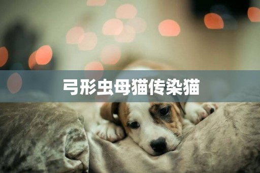 弓形蟲母貓傳染貓