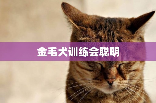 金毛犬訓練會聰明
