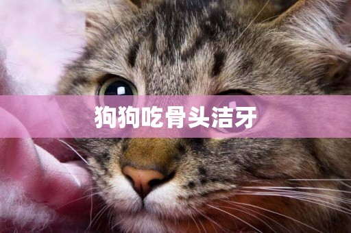 狗狗吃骨頭潔牙