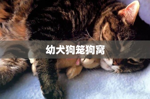 幼犬狗籠狗窩