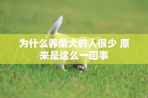 為什么養柴犬的人很少 原來是這么一回事 為什么養柴犬的人很少 原來是這么一回事