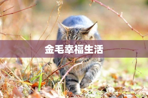 金毛幸福生活