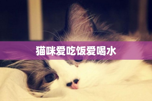 貓咪愛吃飯愛喝水