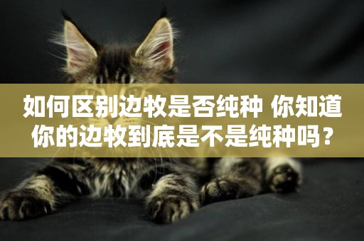如何區別邊牧是否純種 你知道你的邊牧到底是不是純種嗎？