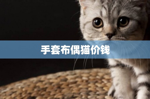 手套布偶貓價錢