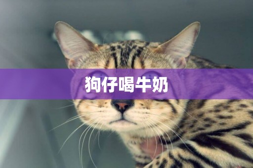狗仔喝牛奶