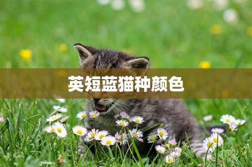 英短藍貓種顏色