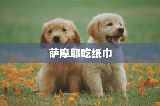 薩摩耶吃紙巾