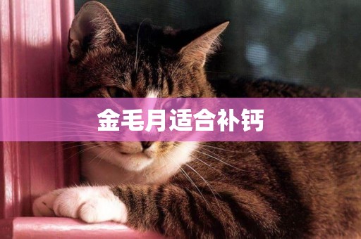 金毛月適合補鈣