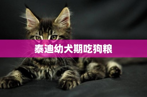 泰迪幼犬期吃狗糧