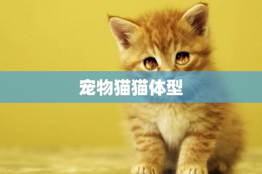 寵物貓貓體型