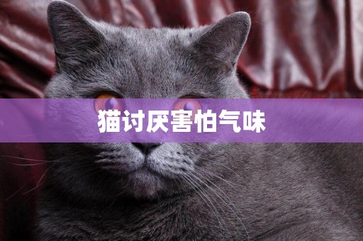 貓討厭害怕氣味