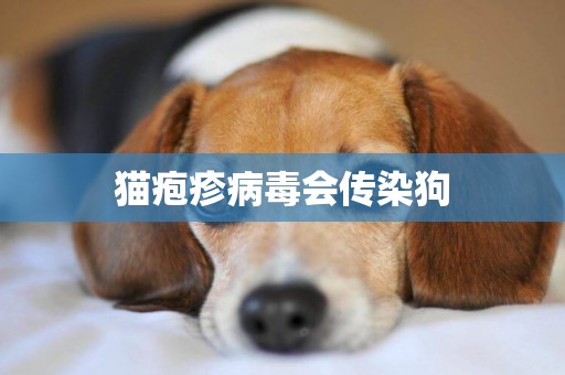 貓皰疹病毒會傳染狗