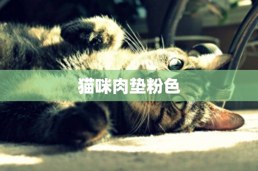 貓咪肉墊粉色