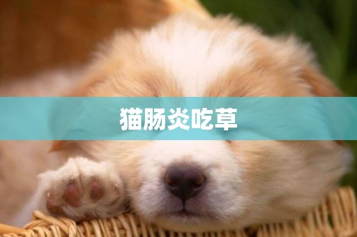 貓腸炎吃草