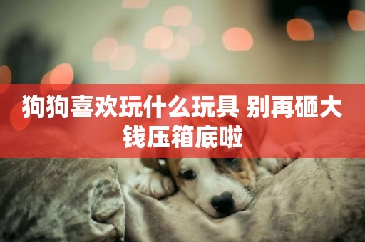 狗狗喜歡玩什么玩具 別再砸大錢壓箱底啦