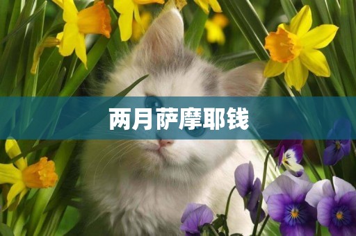 兩月薩摩耶錢