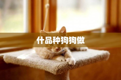 什品種狗狗做