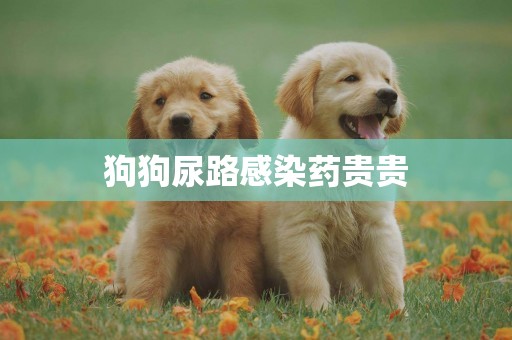 狗狗尿路感染藥貴貴