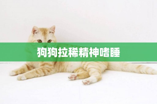 狗狗拉稀精神嗜睡