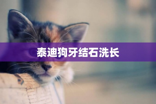 泰迪狗牙結石洗長