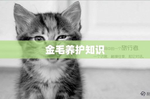 金毛養護知識