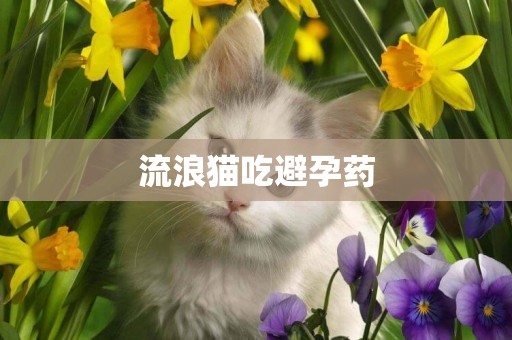 流浪貓吃避孕藥