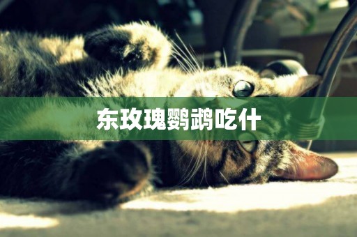 東玫瑰鸚鵡吃什