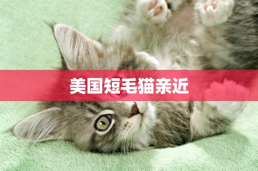 美國短毛貓親近