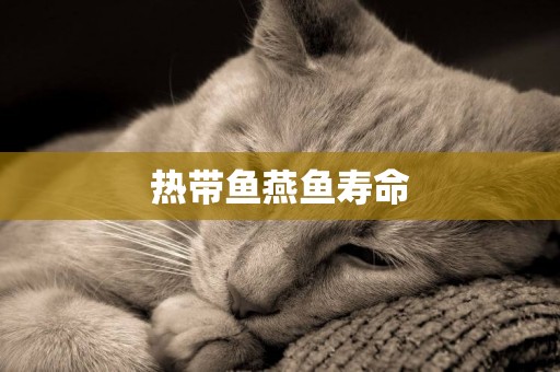 熱帶魚燕魚壽命