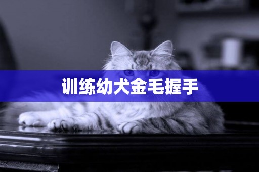 訓練幼犬金毛握手