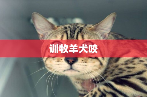 訓牧羊犬咬