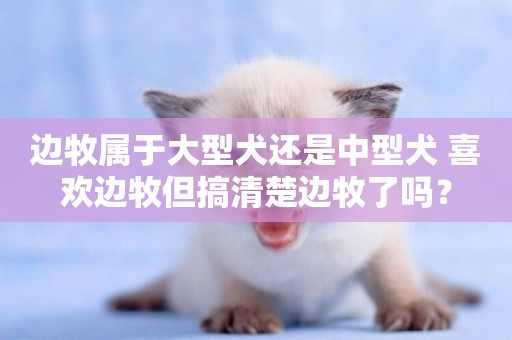 邊牧屬于大型犬還是中型犬 喜歡邊牧但搞清楚邊牧了嗎？